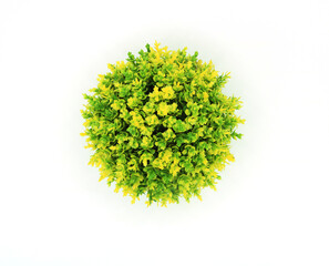Top view of small plant pot on white background, green leaves