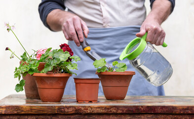 Pots of flowers for transplanting are on the gardener's table