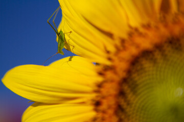 A green grasshopper perched on a yellow flower petal.