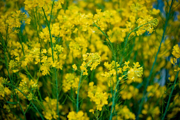 the children of the H'mong ethnic wearing traditional costumes ,and carrying Flower basket at Ha Giang, Viet Nam