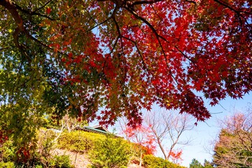 千燈の紅葉