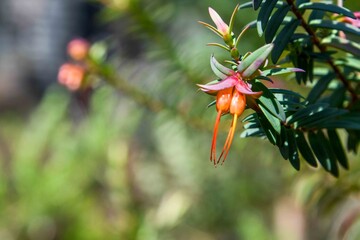Lemon scented myrtle  at Crooked Brook Forest (Darwinia citriodora)
