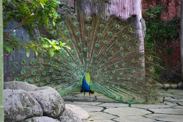 Obraz premium Beautiful peacock with open feather tile with natural environment on the background,exotic male wild bird,ritual dance,horizontal image for print as calendar,poster,wallpaper,cover design