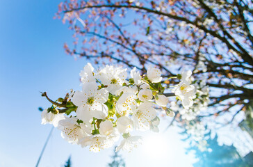 Blooming cherry branch at spring garden bright blue sky