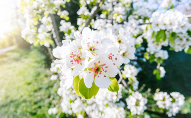 Macro cherry branch at spring garden grassy background.