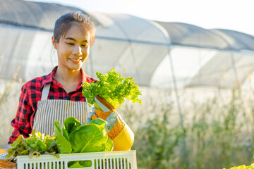 farmer ware agricultural gloves keep vegetable at hydroponic farm and observing growth vegetable...
