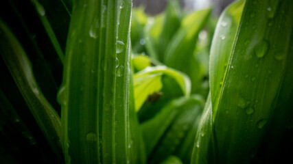 Fototapeta premium Wet leaves