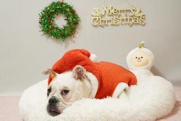 Rolgordijnen イングリッシュブルドッグ　子犬　サンタクロース衣装2　写真48 © hiro studio