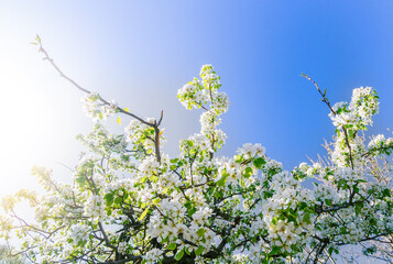 Blooming cherry branch at spring garden bright blue sky