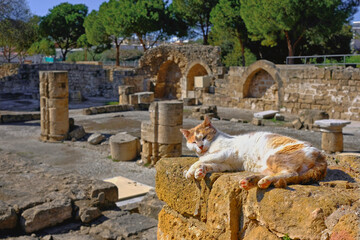 cat lying on the ruins of an ancient temple