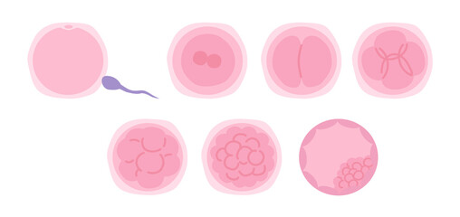 Fototapeta 受精卵の成長過程 obraz