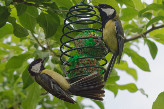 La M&eacute;sange charbonni&egrave;re (Parus major) est une esp&egrave;ce de passereaux de la famille des parid&eacute;s. C'est la plus commune des m&eacute;sanges eurasiatiques