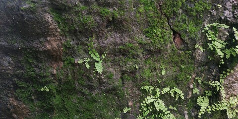 green moss on the stone