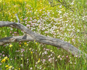 Mullewa, Mid-west wildflower season September 2020