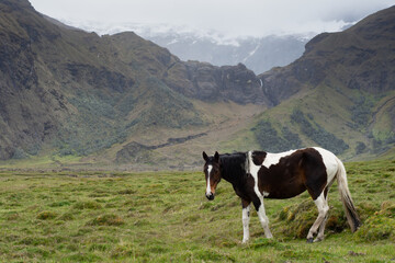 Fototapeta na wymiar Horse in Collanes Valley, el Altar Ecuador
