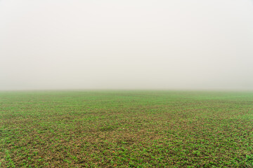 Green meadow with morning fog