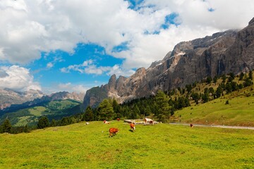 Summer scenery of a beautiful ranch in a grassy valley in Dolomites with cattle grazing on green meadows & a rugged Alpine mountain range in the background in Trentino, Alto Adige, South Tyrol, Italy