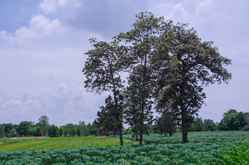 Big trees in cassava and grass field with cloudy sky background