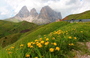 Fototapeta premium Summer scenery of majestic Pass Sella with lovely wild flowers blooming on green grassy foothills of rugged Sassolungo-Sassopiatto mountain peaks under moody cloudy sky in Dolomiti, South Tyrol, Italy