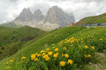 Fototapeta na wymiar Summer scenery of majestic Pass Sella with lovely wild flowers blooming on green grassy foothills of rugged Sassolungo-Sassopiatto mountain peaks under moody cloudy sky in Dolomiti, South Tyrol, Italy