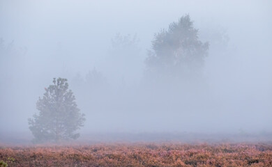 Nebel liegt über einer Heidelandschaft in Norddeutschland