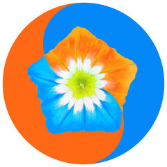 Floral symbol Yin-Yang. Bindweed. Geometric pattern of Yin-Yang symbol, from plants on colored background in Oriental style. Yin Yang symbol from flowers, petals. Flower illustration of mandala