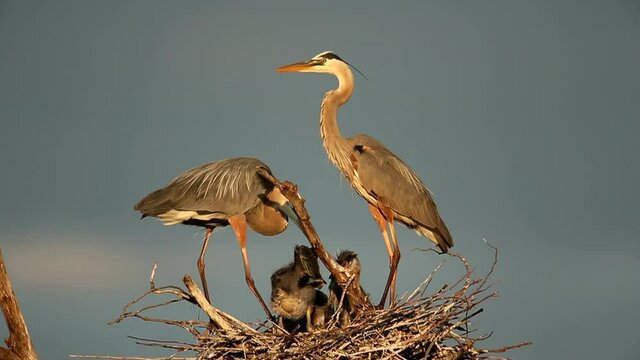 Great Blue Heron adult and young at nest taken in central MN