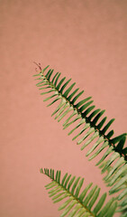 fern
