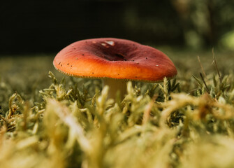 mushroom