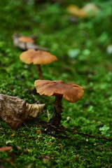 苔の中に生える茶色いキノコ