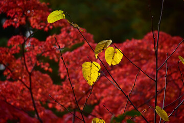晩秋の赤と黄色の紅葉