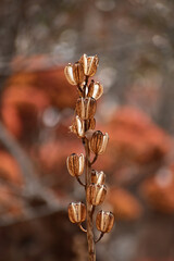 秋の朝のオオウバユリ