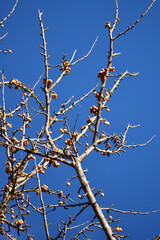 鈴なりの銀杏の実と青空