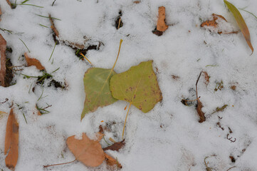 The first snow covered the green grass. Unexpected snow. Winter. Fall. Close-up. View from above.