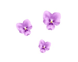 すみれの花のベクターイラスト
