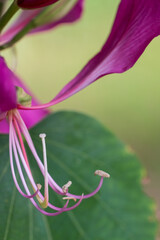 the stamen of Bauhinia flowers 