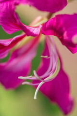 the stamen of Bauhinia flowers 