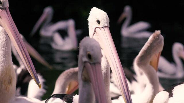 beautiful white pelican in the group 16