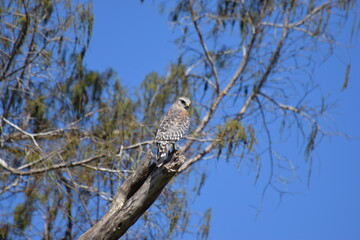 Hawk