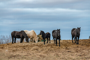 Naklejka premium Five horses on a mound with hay landscape copy space