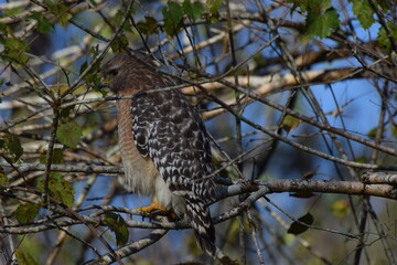 Hawk
