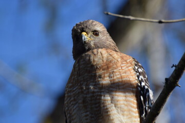 Hawk