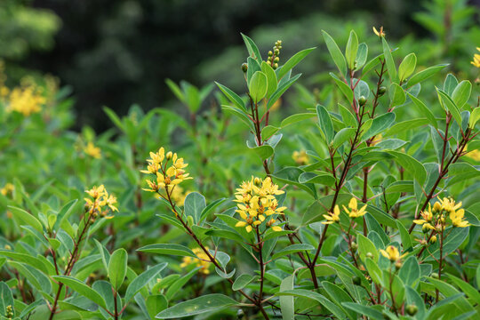 Galphimia glauca plant or Golden Thryallis plant in the garden.Common names gold shower or shower-of-gold, slender goldshower or sometimes thryallis.