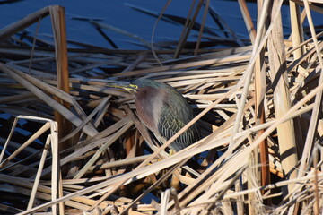 Heron