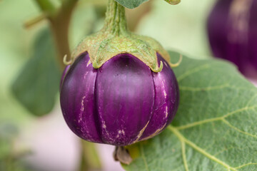 Close up purple type of eggplant in a garden.Fruit of the Thai eggplant.