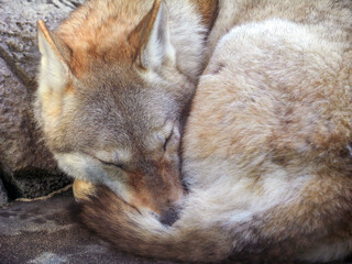 眠るオオカミ
