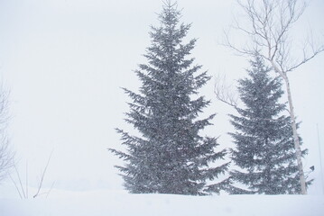 trees covered with snow in winter season