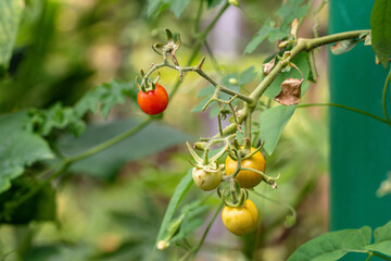 Selective focus  fresh ripe yellow and orange cherry tomatoes in green background. 