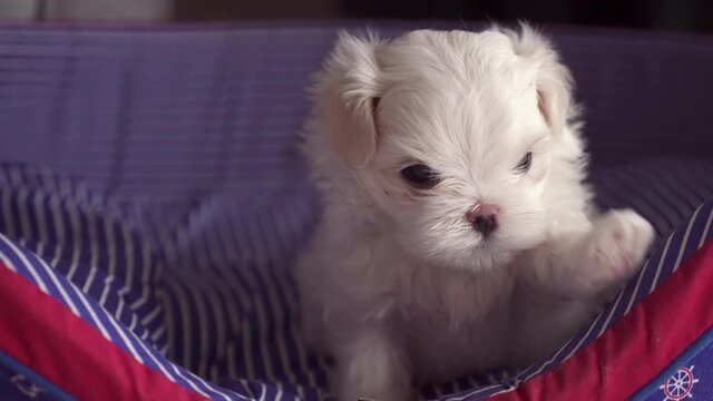 Cute maltese puppy  playing something on the couch.