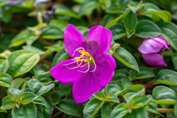 Close up purple blossom flower name Spanish Shawl or Trailing Glory Flower.(Heterocentron...